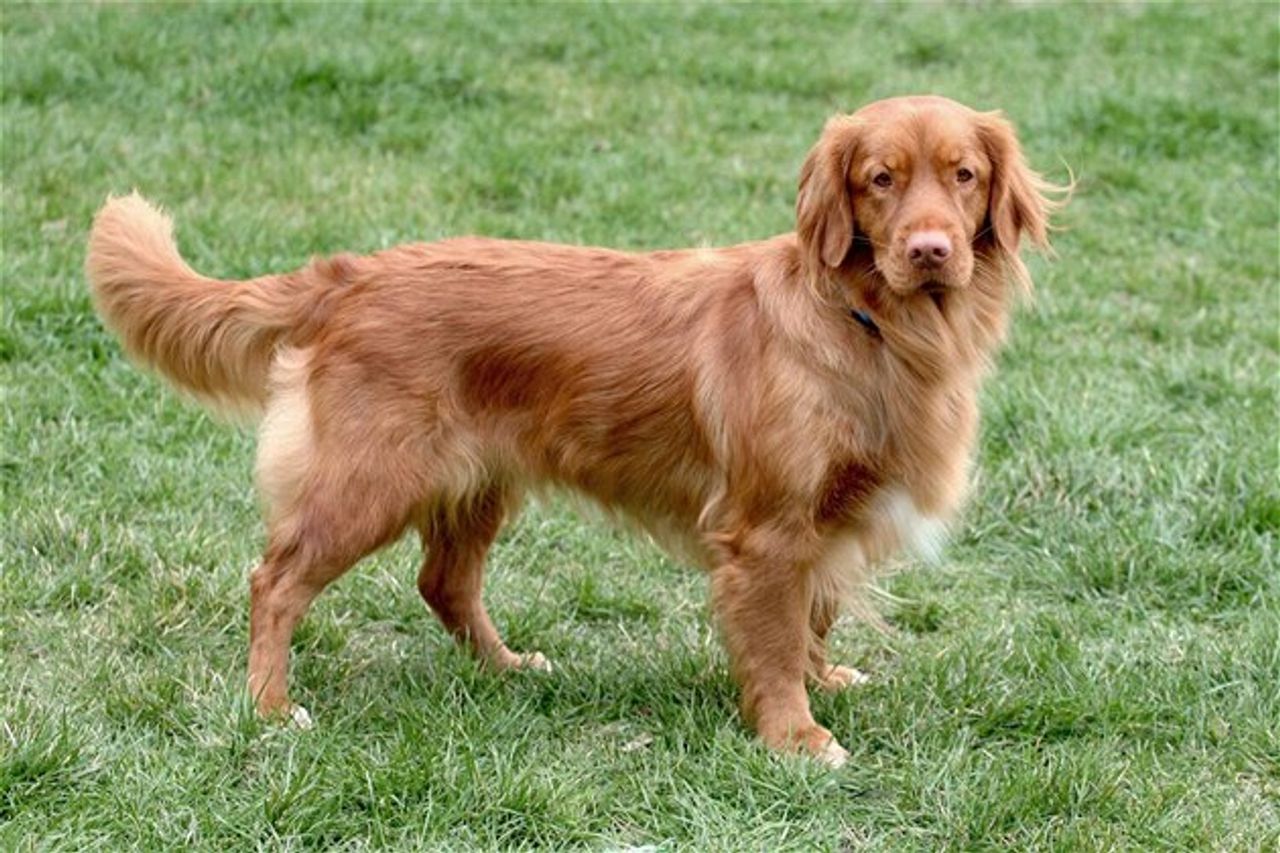 Spanish Water Dog
