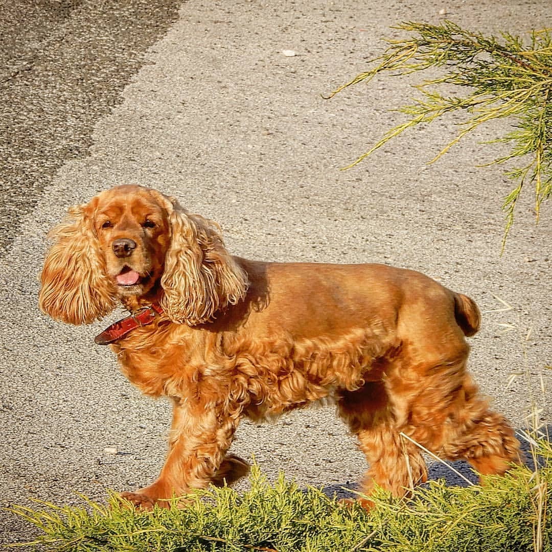 比利时马犬 - 品种图片