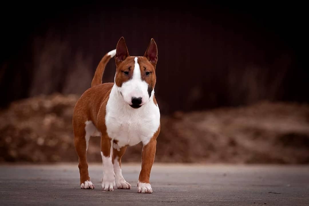 Basset Hound - breed photo