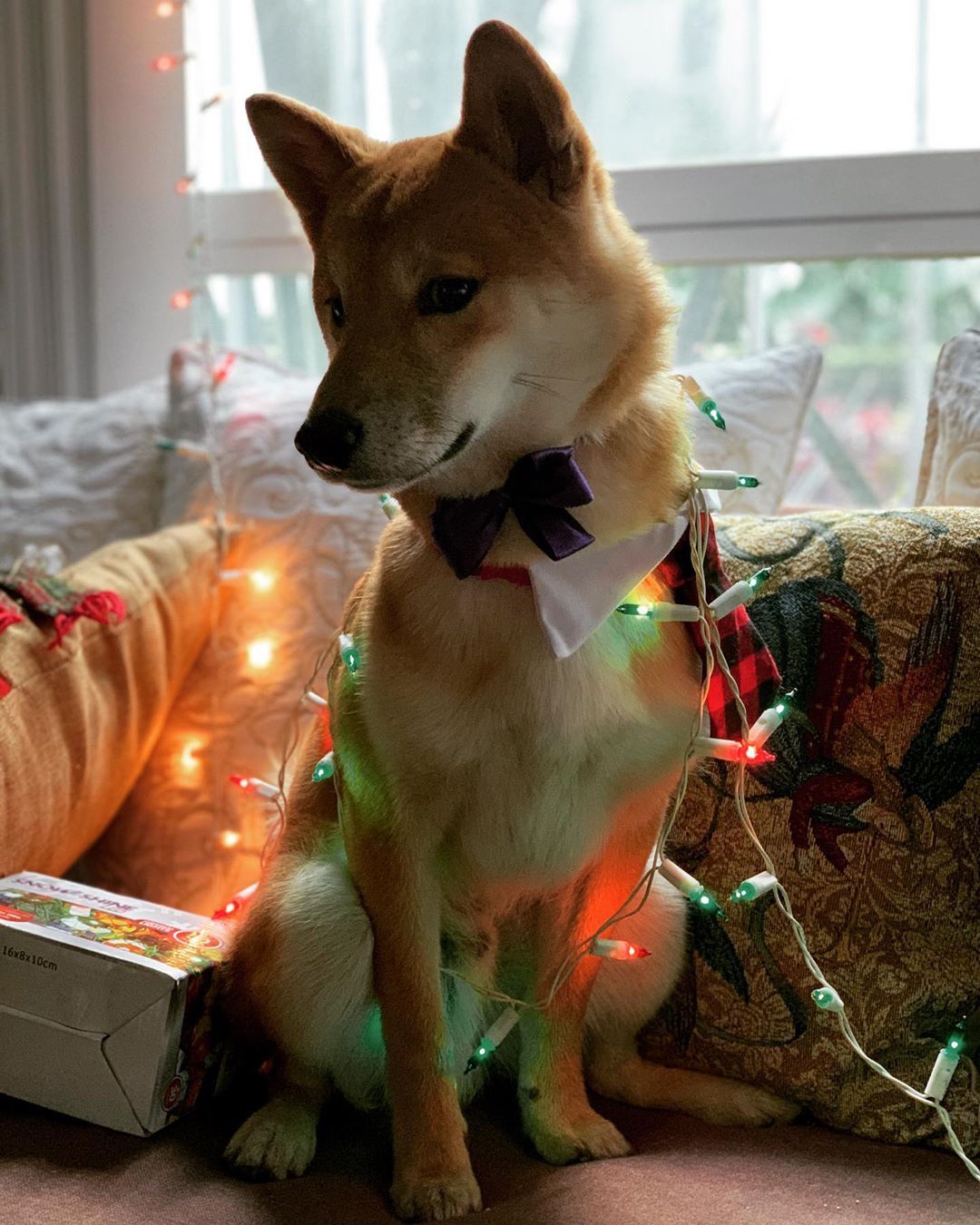 英国斗牛犬 - 品种图片