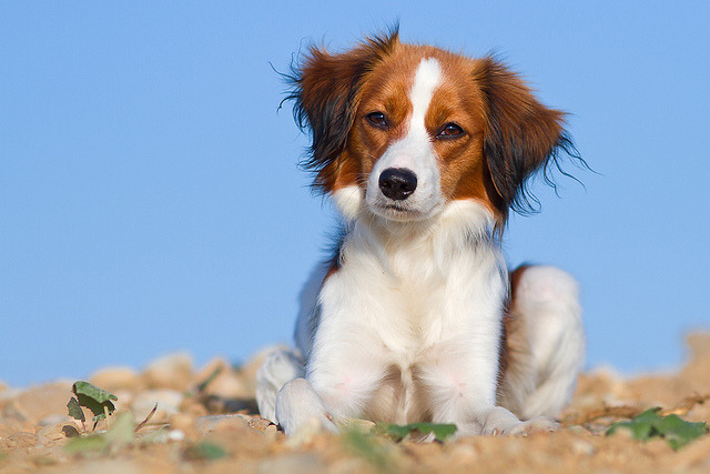 约克夏西施犬