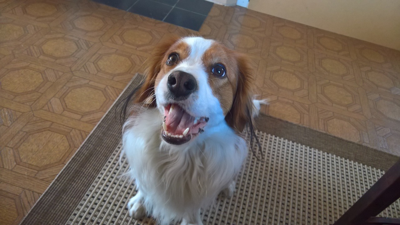 Perro Majorero
