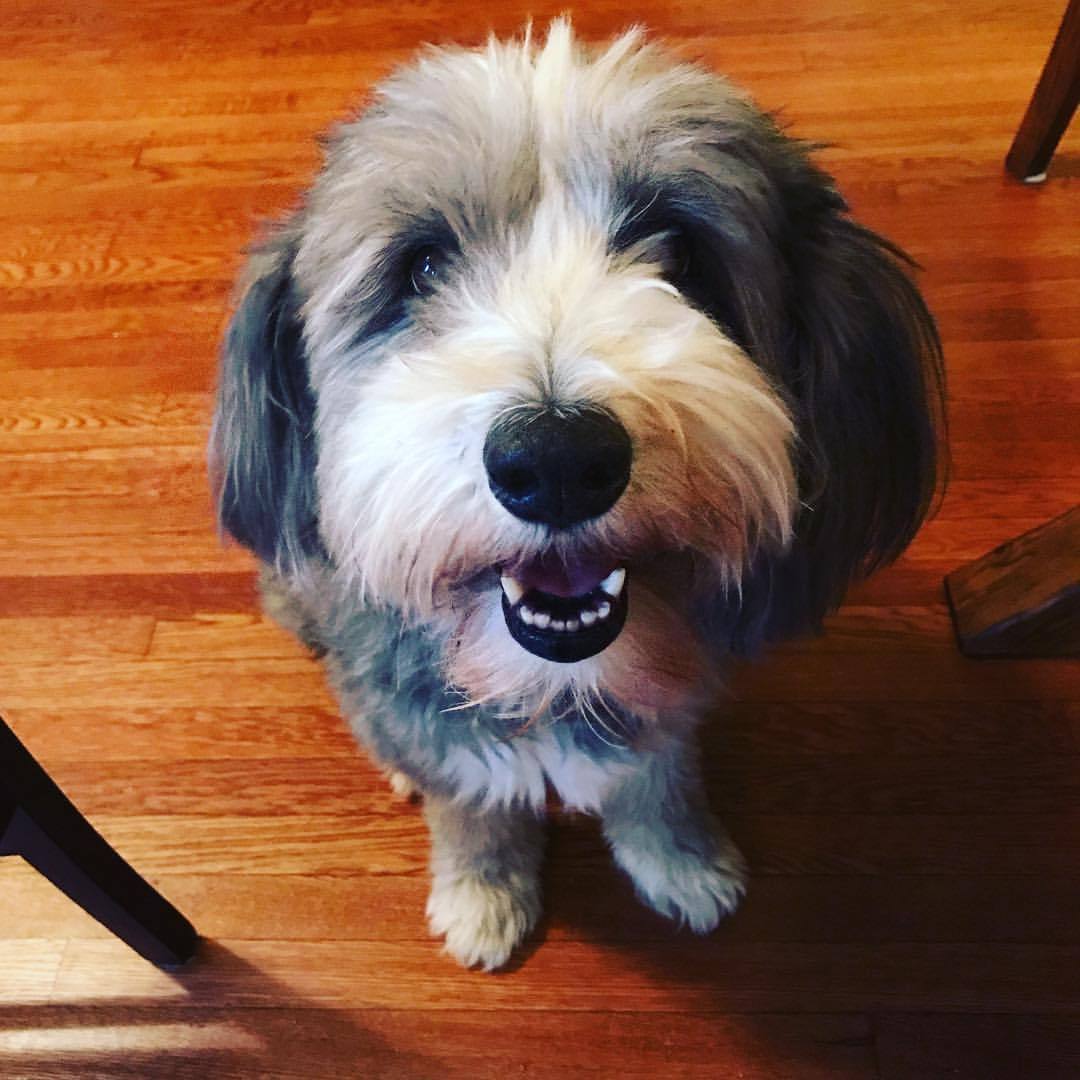 戈登塞特犬