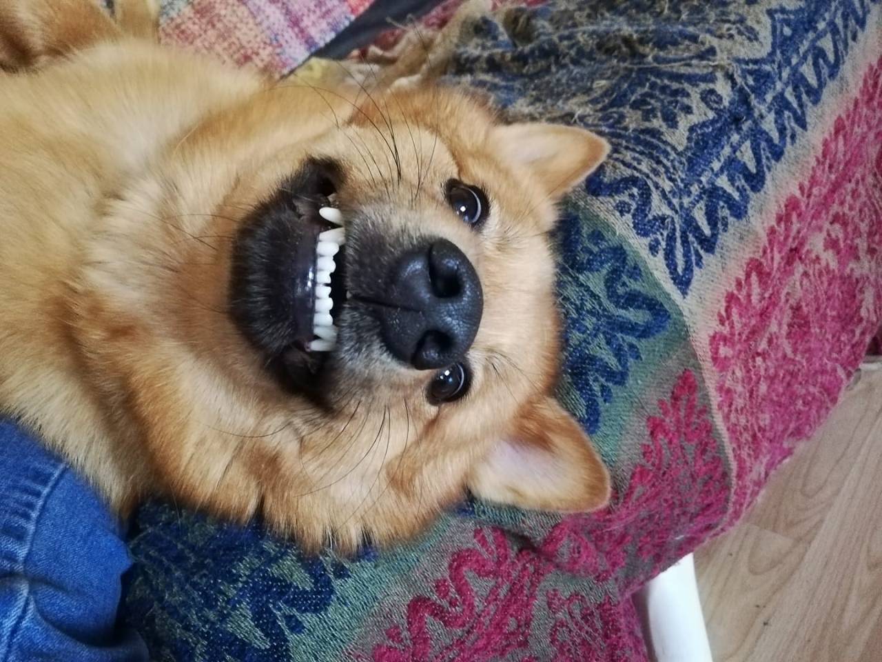 阿克萨拉伊獒犬 - 品种图片