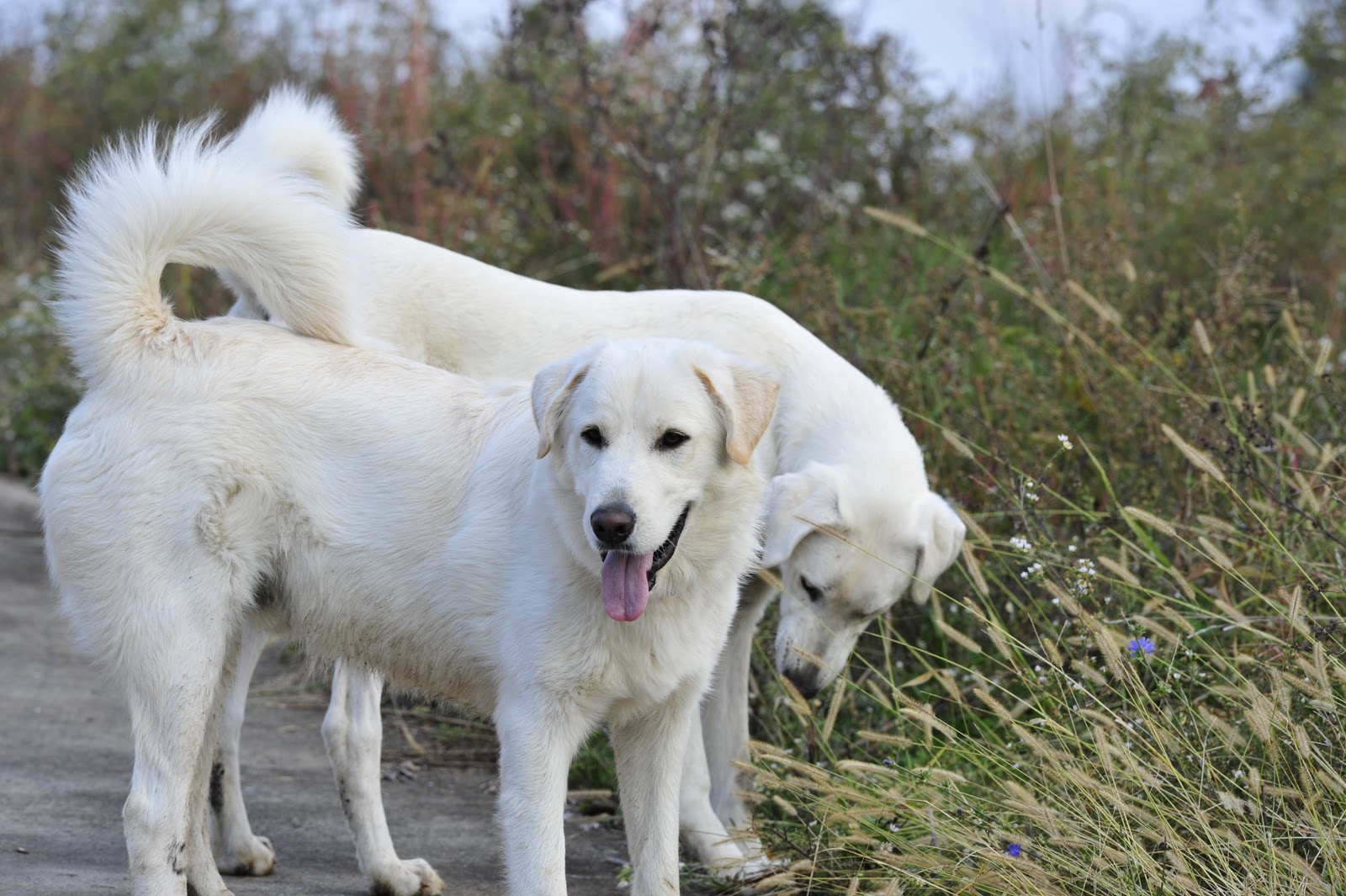 Tatra Shepherd Dog