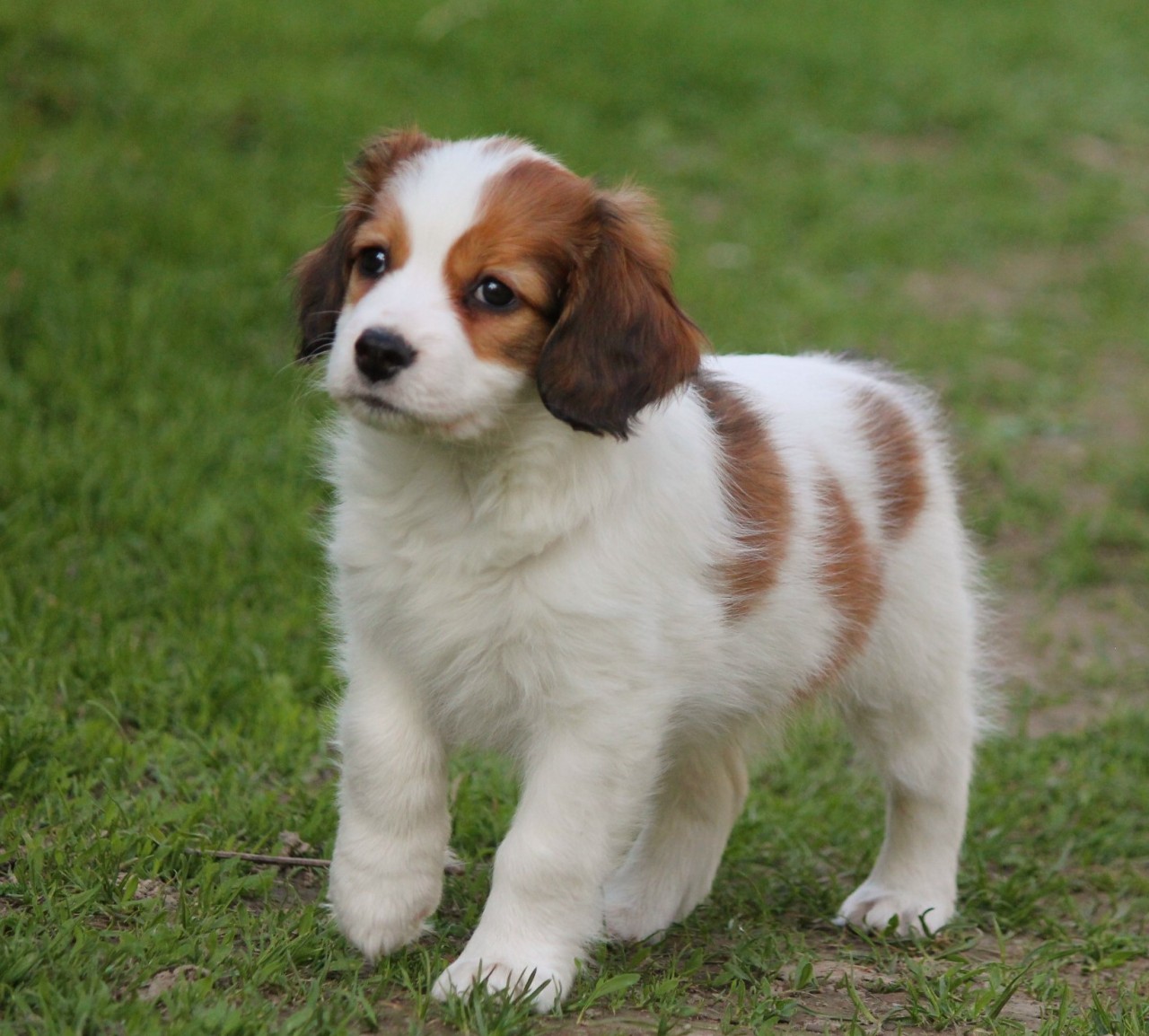 Beagle - breed photo
