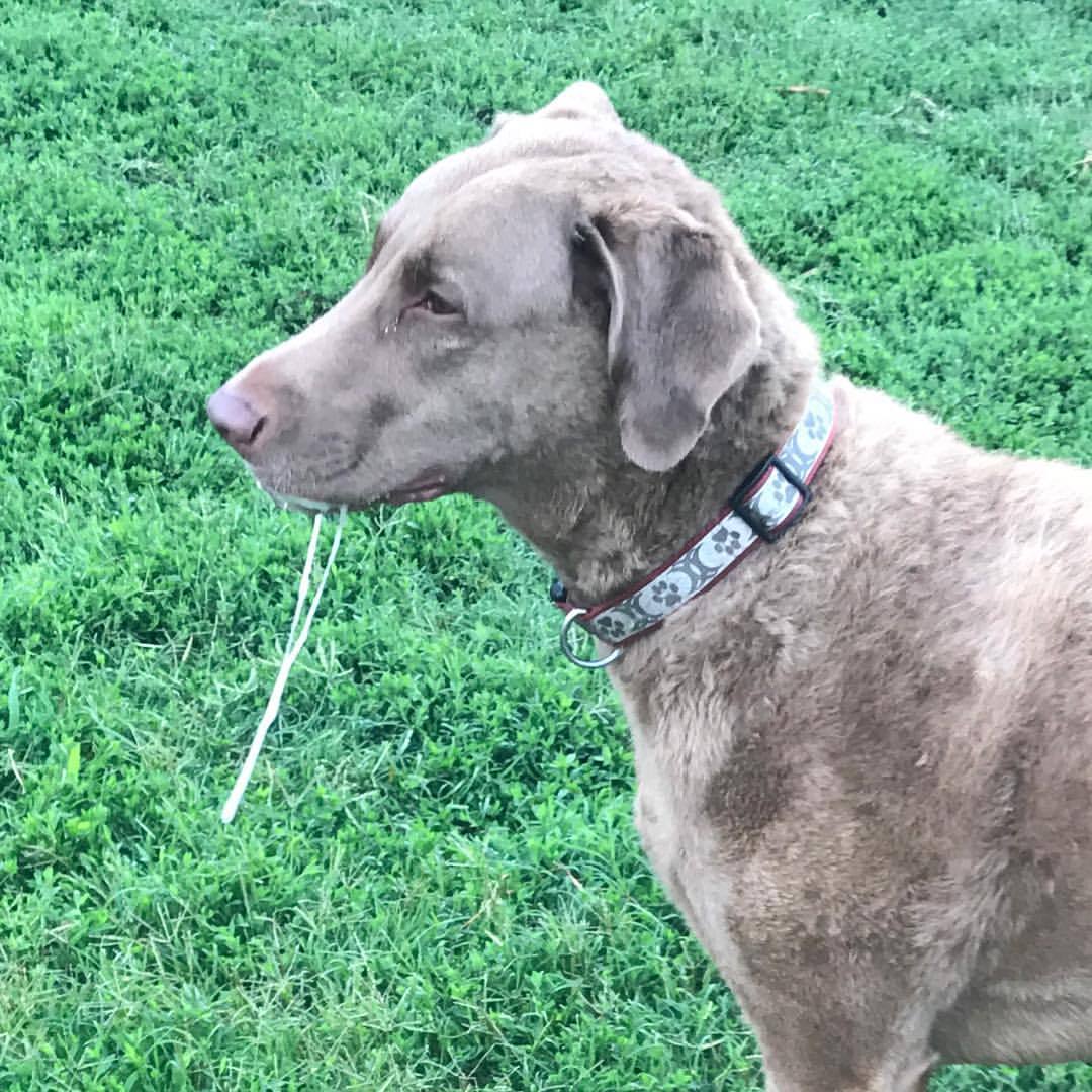 Springerdoodle