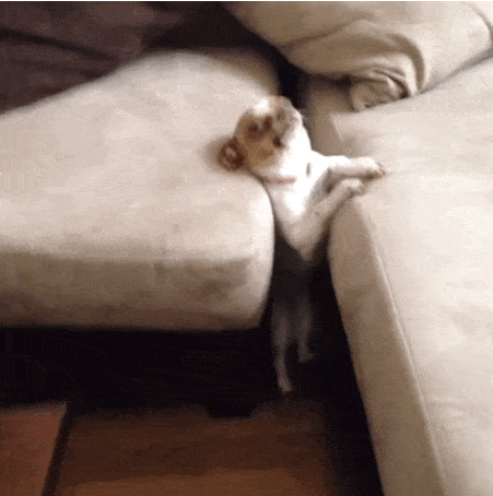 巴贝特犬 - 品种图片
