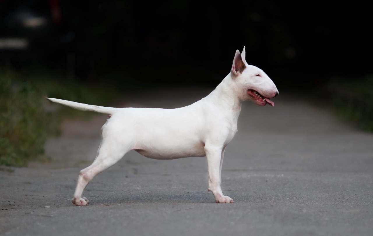 墨西哥无毛犬 - 品种图片