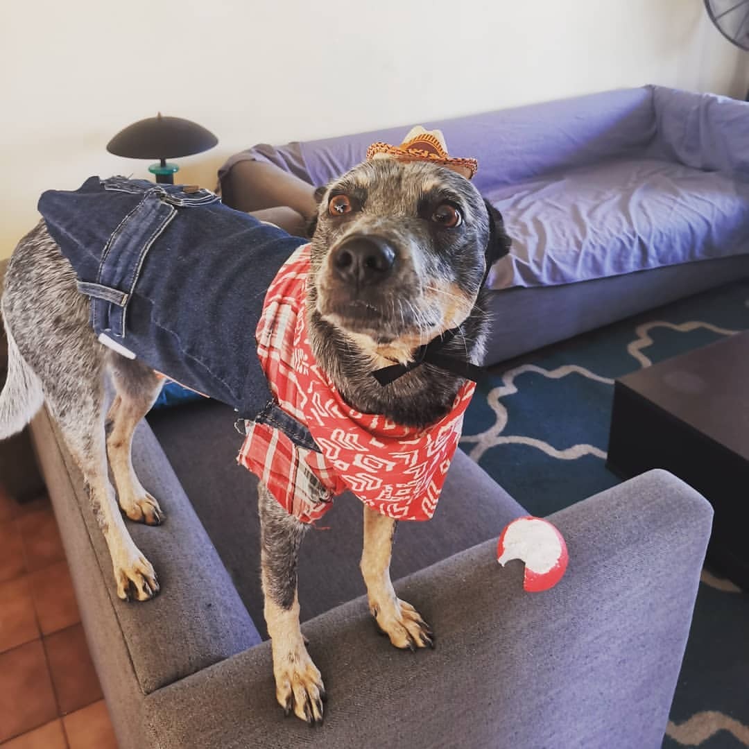 Trigg Hound