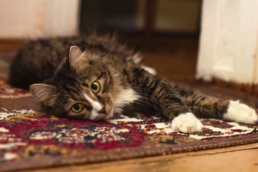 How to Tell If Your Pet Is Sick