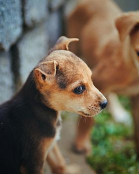 Labrador Retriever: Is This the Right Dog for You?