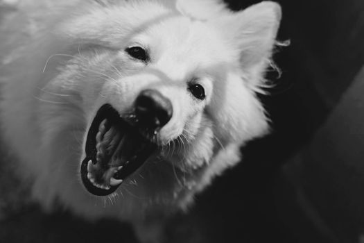 Autumn Pet Care Tips for a Healthy Season