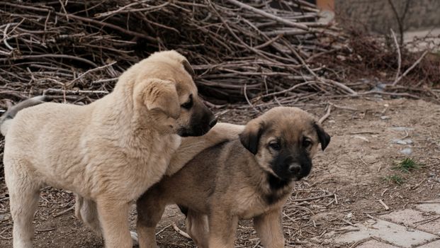 Pet Vaccination Guide: Protecting Cats and Dogs