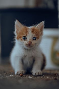 British Shorthair: Is This the Right Cat for You?