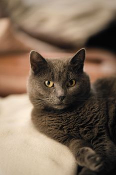 Understanding Pets: A Beginner's Overview