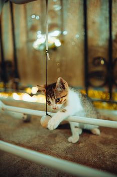 Indoor Cat Enrichment: Keeping Your Cat Happy and Healthy
