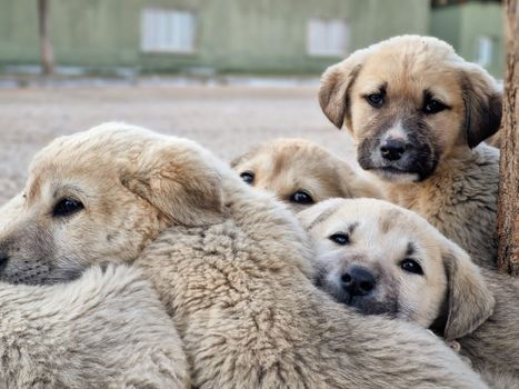 The Complete Puppy Socialization Guide