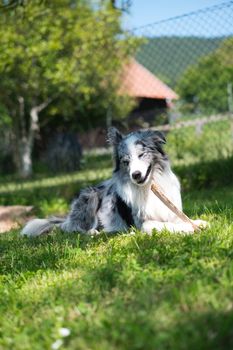 Summer Care for Dogs: Keeping Your Dog Safe in the Heat