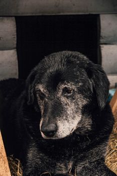 Caring for Senior Pets: Comfort and Health in Old Age
