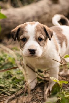 Siberian Husky: Is This the Right Dog for You?