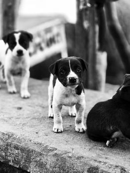 Keeping Pets Cool in Summer: Practical Cooling Strategies