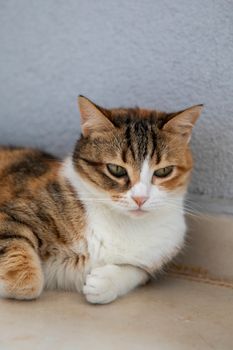 Stray Cats: How to Help Safely and Responsibly