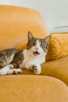 Spring Shedding: A Coat Care Guide for Pet Owners