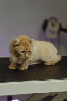 Hairballs in Cats: Causes, Prevention and Care
