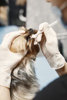 Pet Dental Care: A Complete Guide to Healthy Teeth