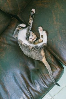 Feline Panleukopenia (Cat Distemper): A Serious but Preventable Disease